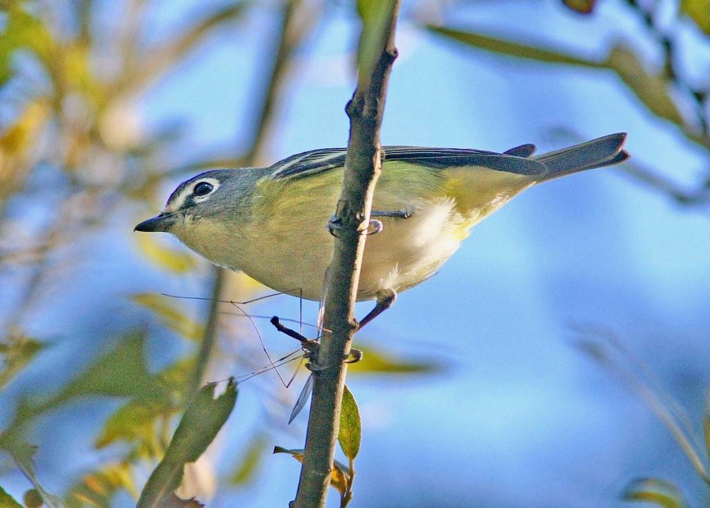 626 - BLUE-HEADED VIREO (12-3-08) pecho willows, los osos, slo co, ca (2) by Sloalan is marked with CC0 1.0